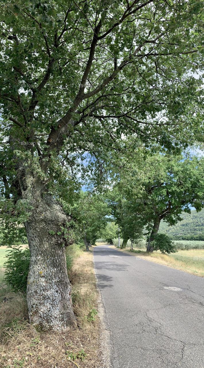 beautiful road marked by centuries-old oaks in Umbria