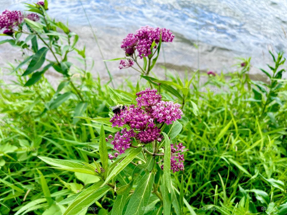 Bee on purple flower