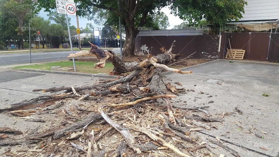 Tree Falls in rough winds
