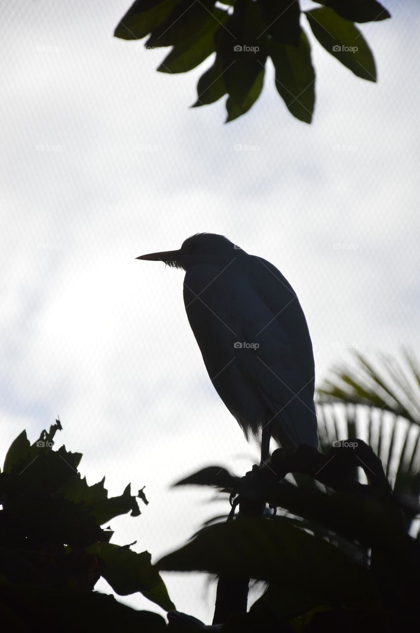 Silhouette of a bird