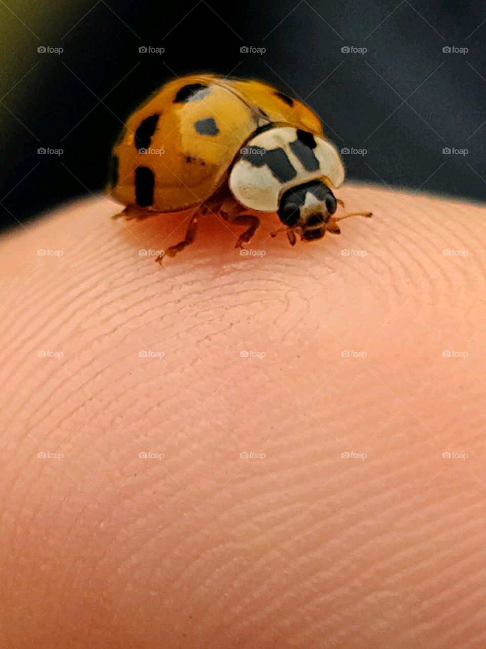 Orange Lady Bug - Mariquita Anaranjada