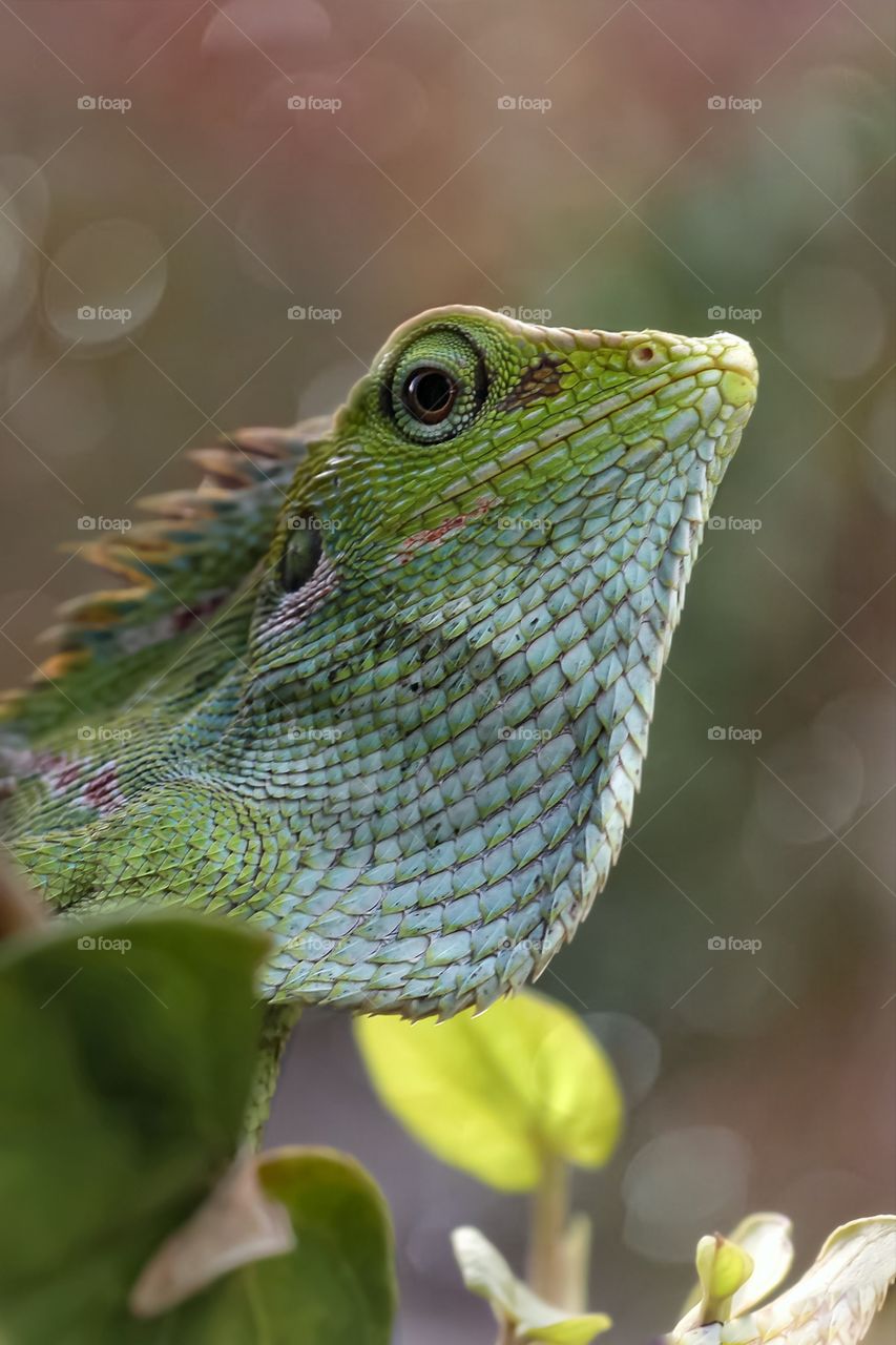 java chameleon