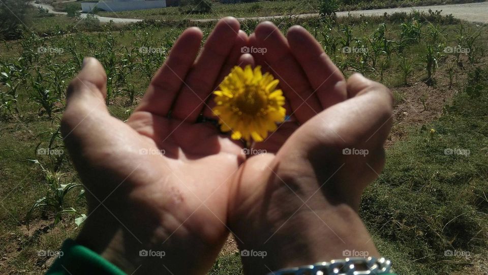 i m holding beautiful flower.