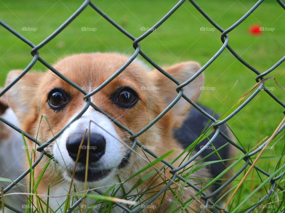 Mammal, Cute, Cage, Animal, Little