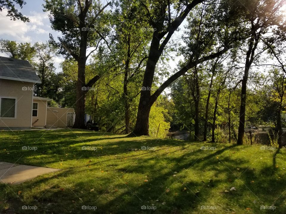 Tree, Landscape, No Person, Wood, Grass