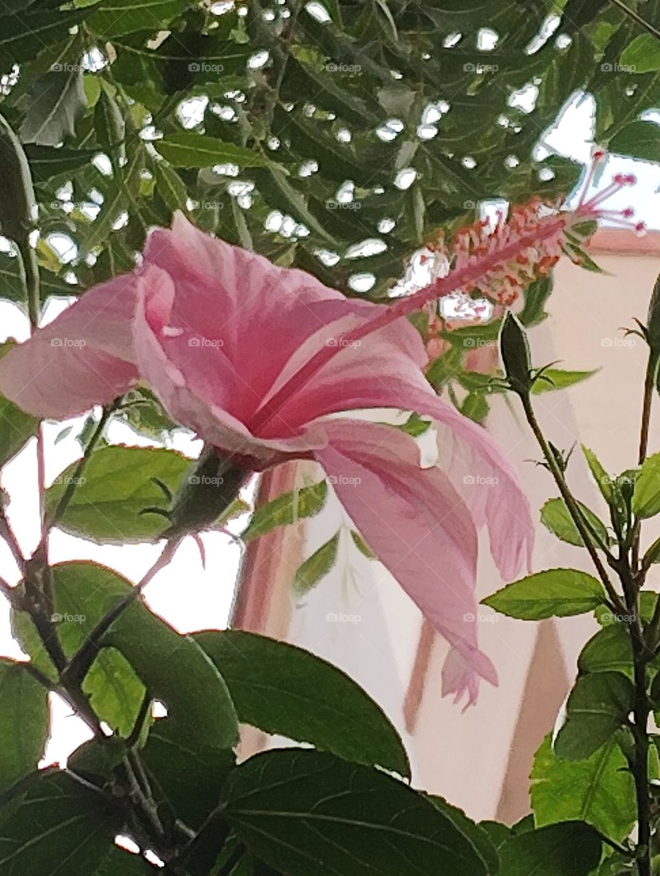 pink flower seasonal fresh shurb small size looks very beautiful generally found everywhere