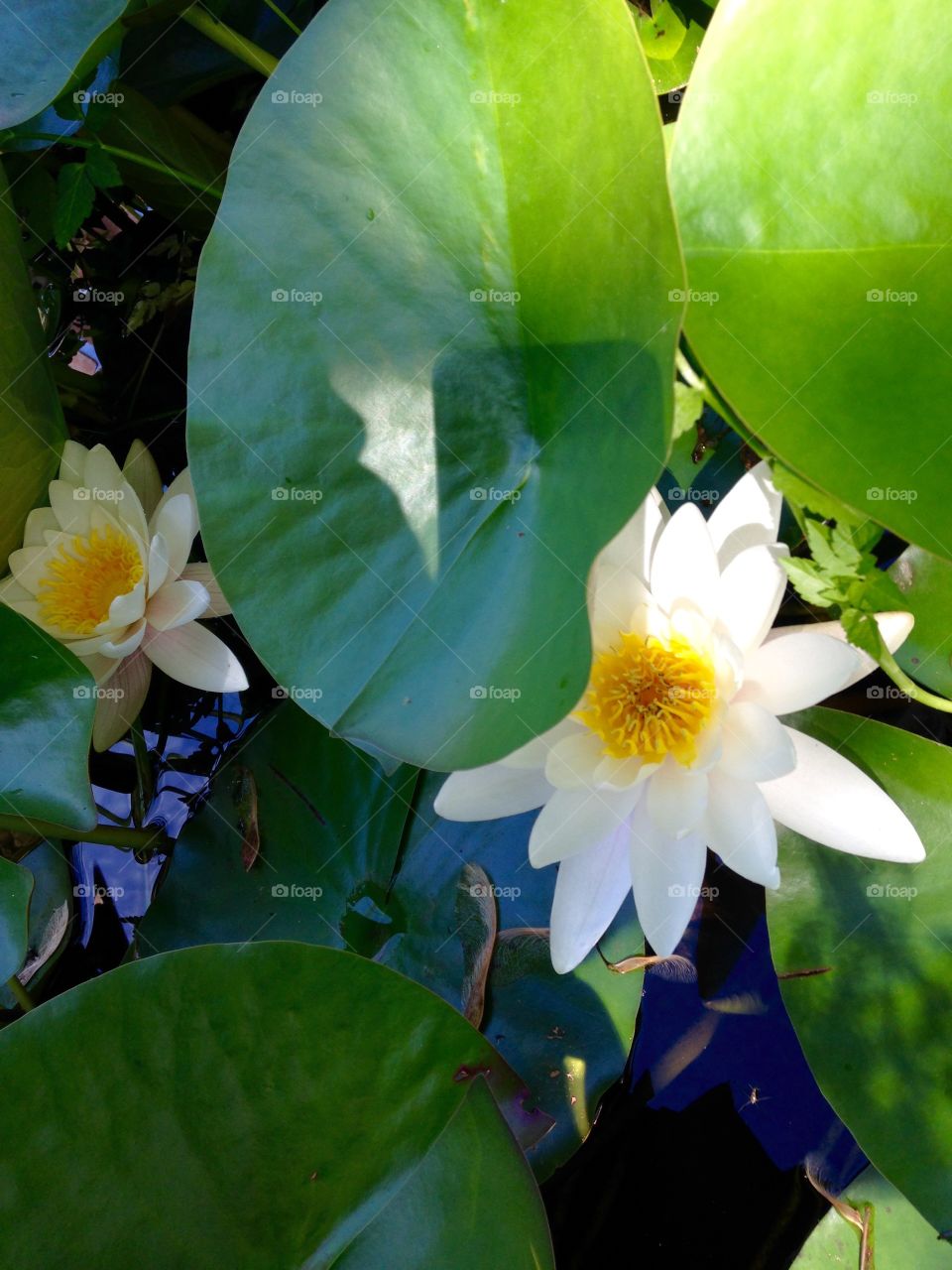 White blooming flowers in garden