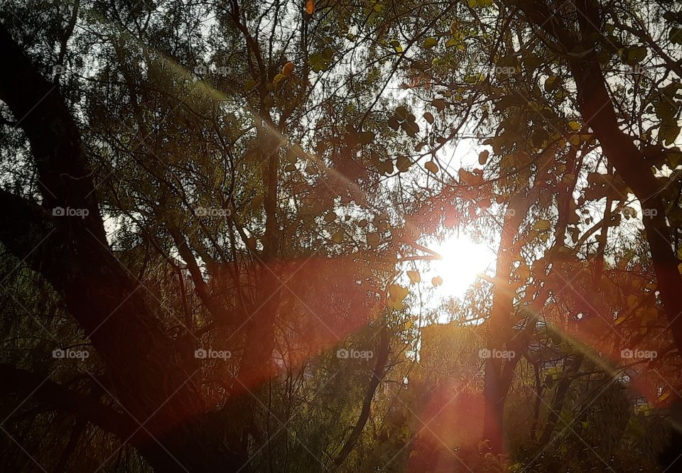 Sunlight through tree,landscape,colorful,tree,sunset,sunlight,sunshine,shining,dawn,sunrise,floral,forest,nature,rays,reflection, autumn