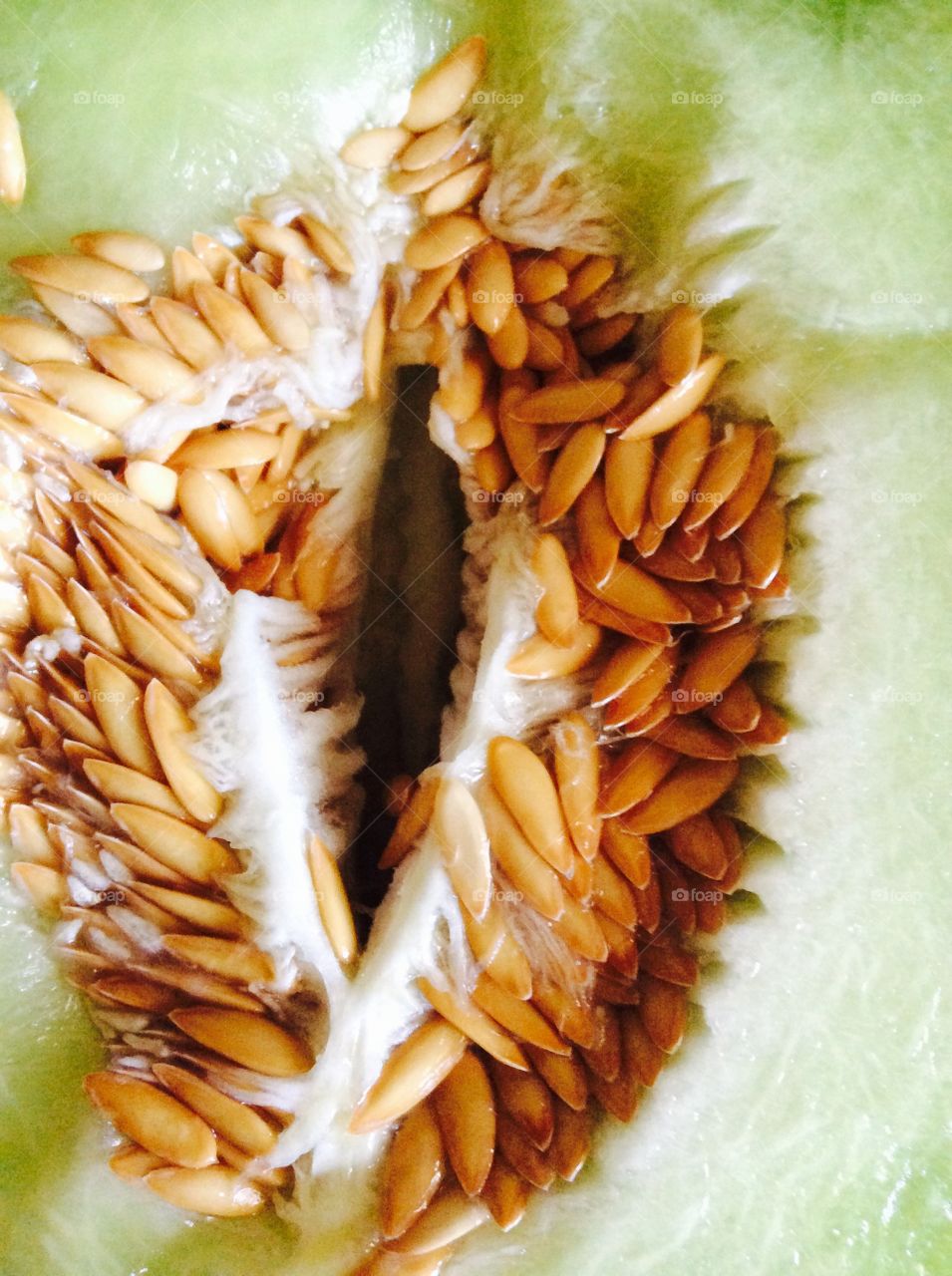 Seeds of Cantaloupe
