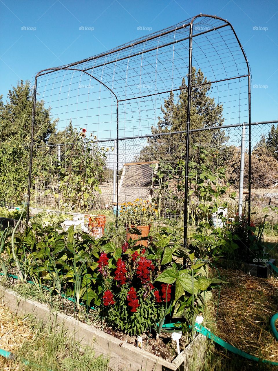 Bean/Pea Trellis