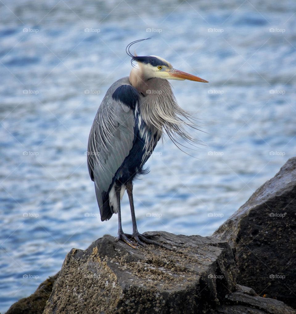 Great Blue Heron