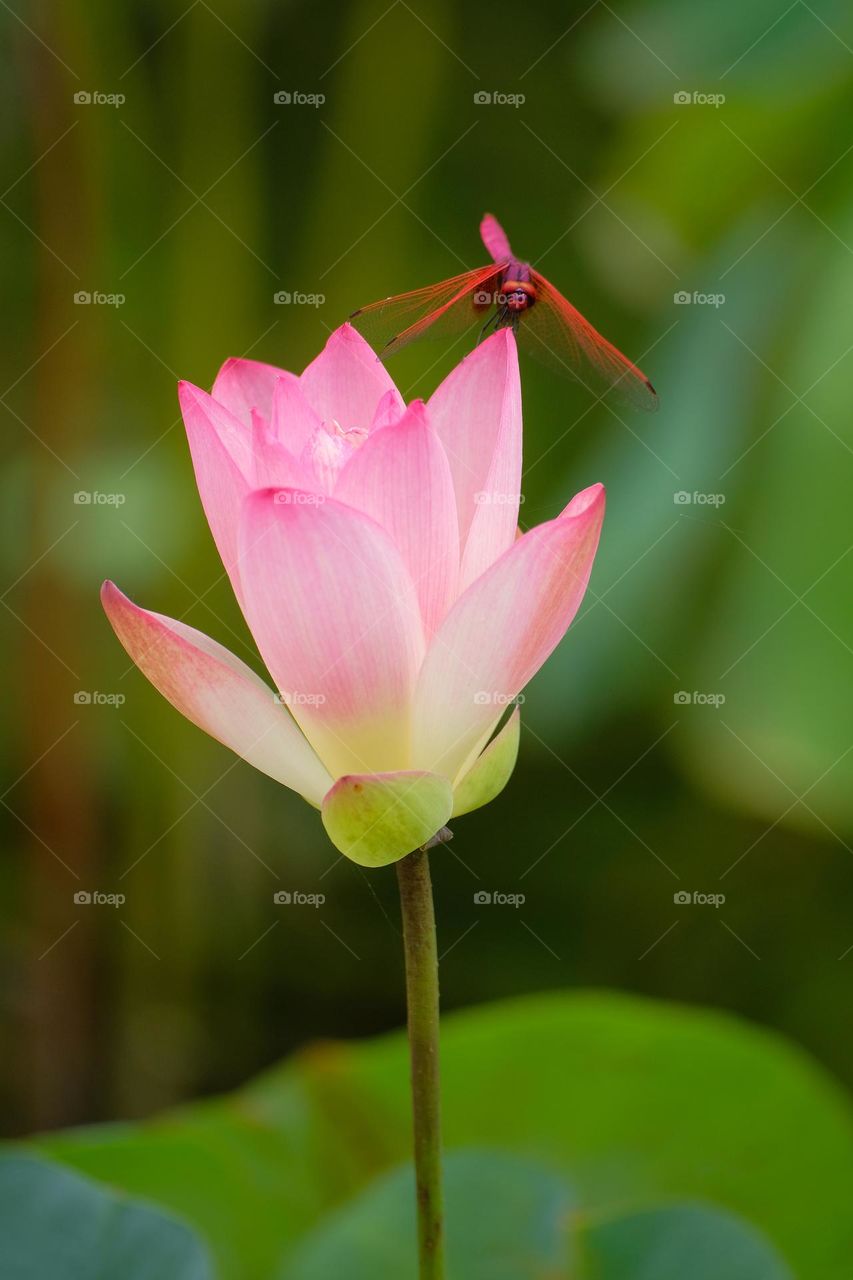dragonfly in the flower
