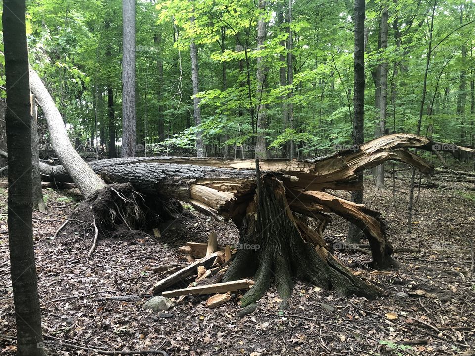 Splintered tree from a wind storm