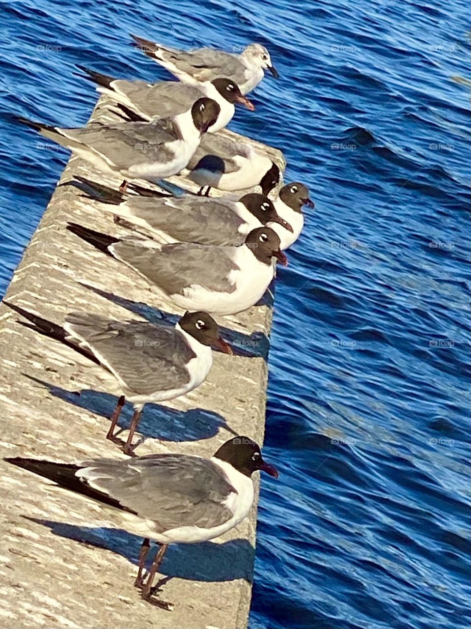 Birds on the dock