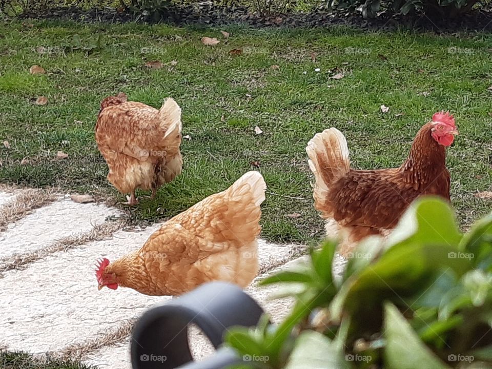 some hens in the garden