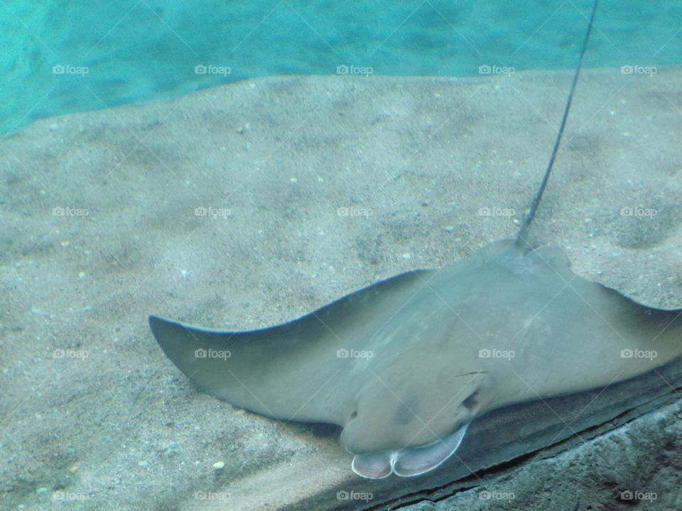 stingray at an aquarium