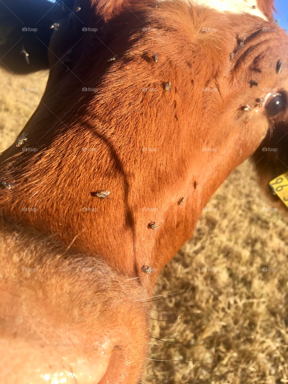 Brown Cow head with buzzing fly