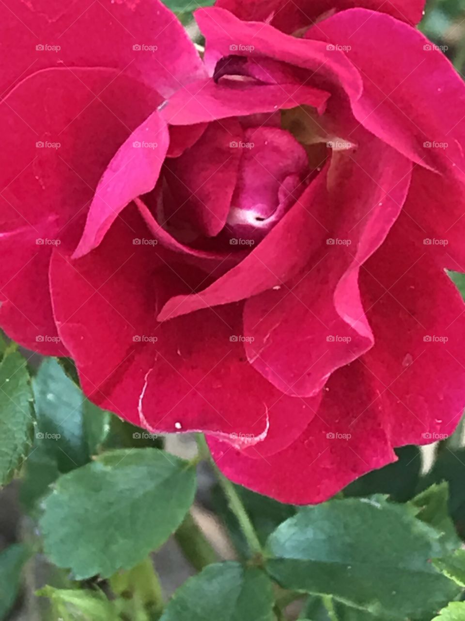 Red rose 