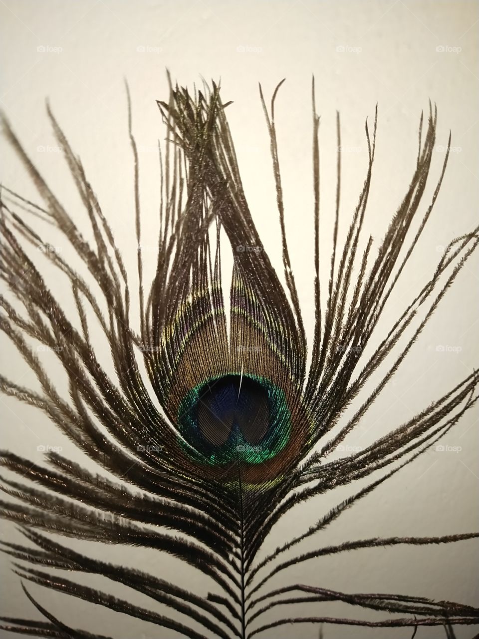 peacock feathers