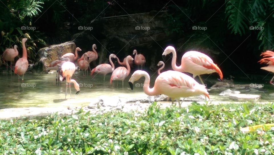 flamingoes. zoo trip