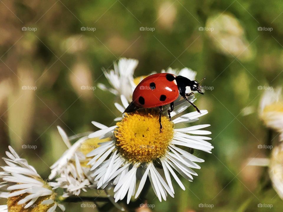 Macro photo of a flower growing in the garden