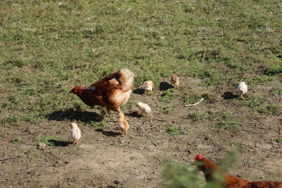 Bird, No Person, Farm, Animal, Grass