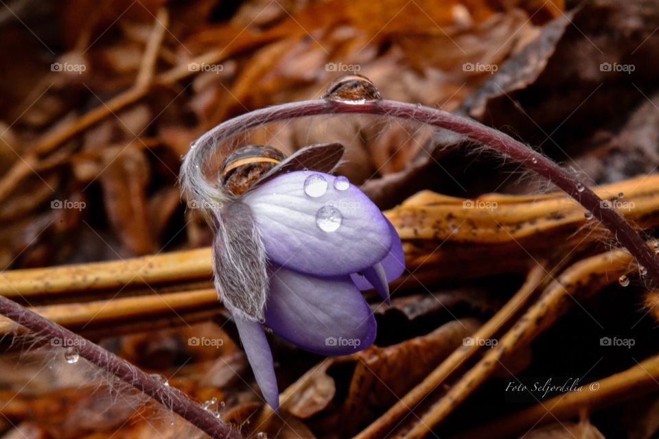 Blue Anemone 