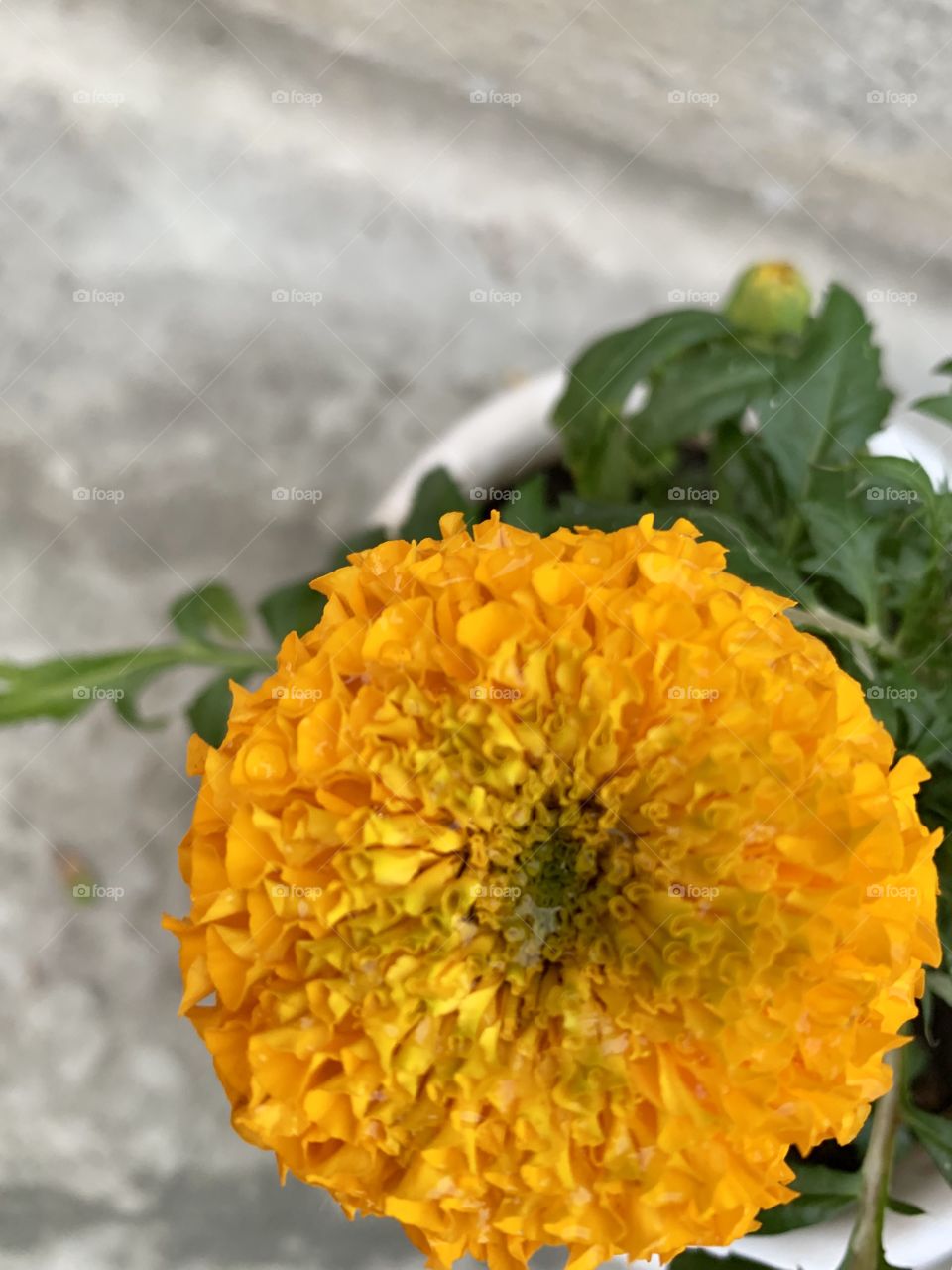marigold