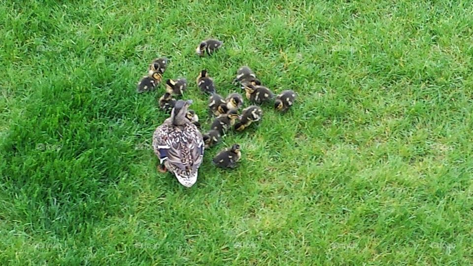 Mama duck and her ducklings . This mama duck showed up at the pond outside our apartment complex last year. She successfully raised 16 ducklings to "adulthood” by herself! What a woman, lol! 