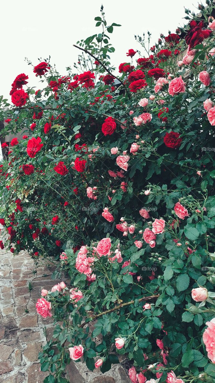 red roses and pink roses