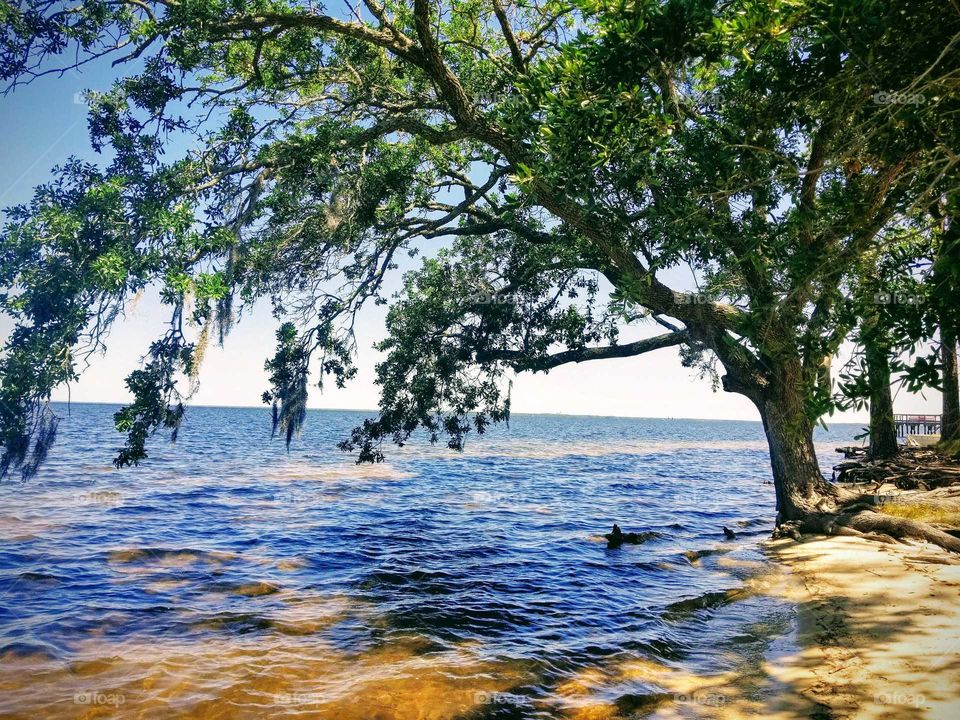 tree on the river Florida