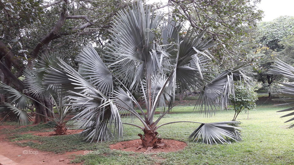 Palm, Tropical, Tree, Nature, Summer