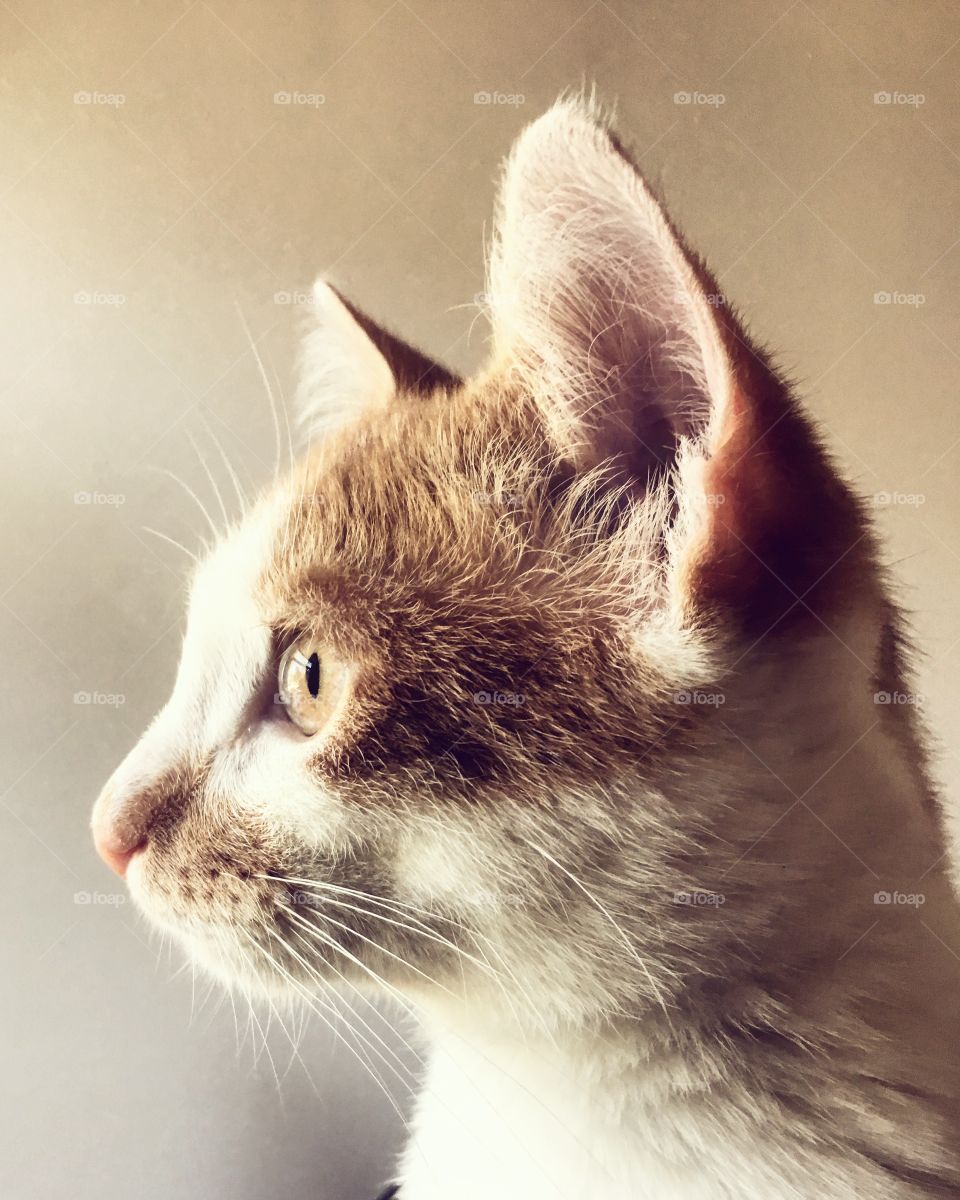 The Bird Watcher, River the Kitten.