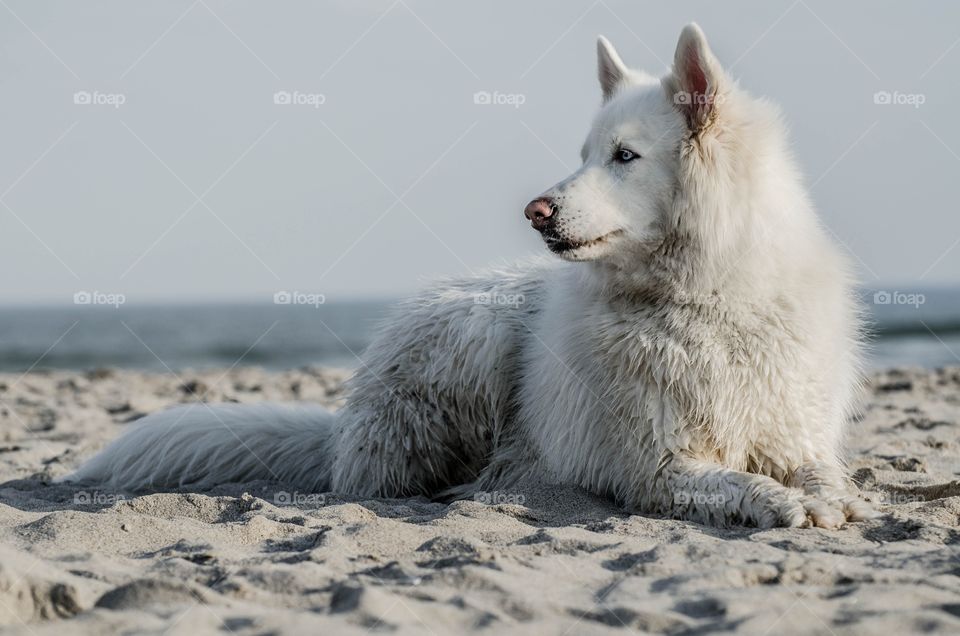 Side view of husky dog sitting on sand