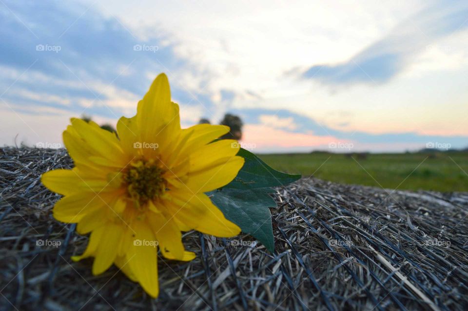 flower and sunset