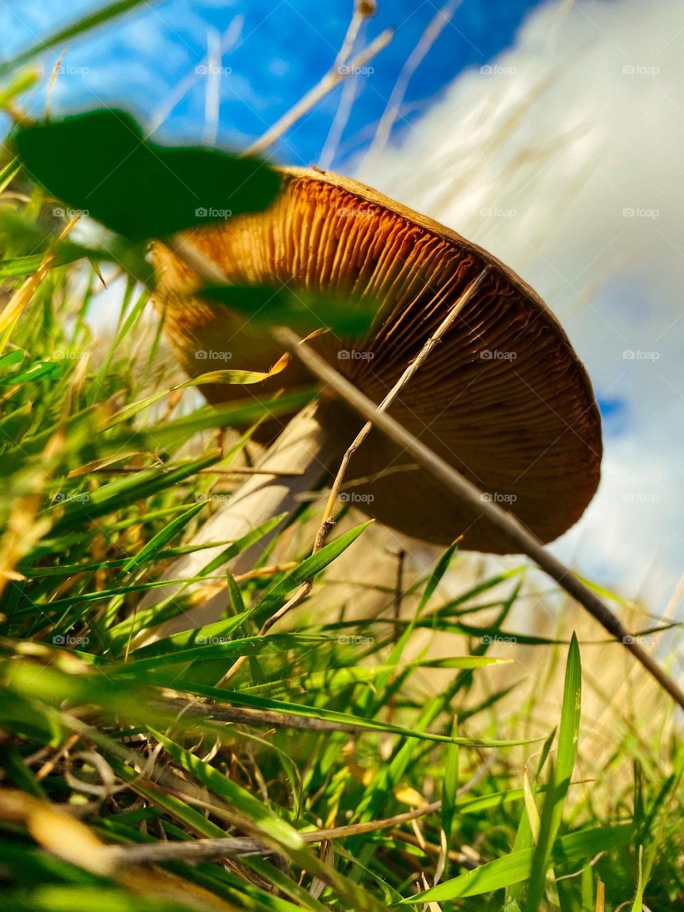 Low angle shot of mushroom in the grass under blue sky