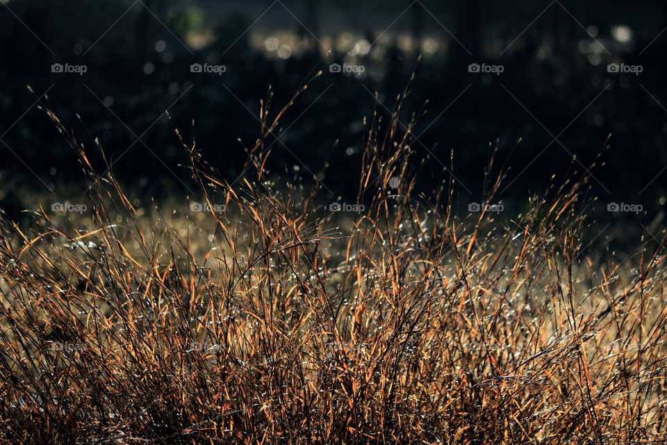 Morning dew on grass