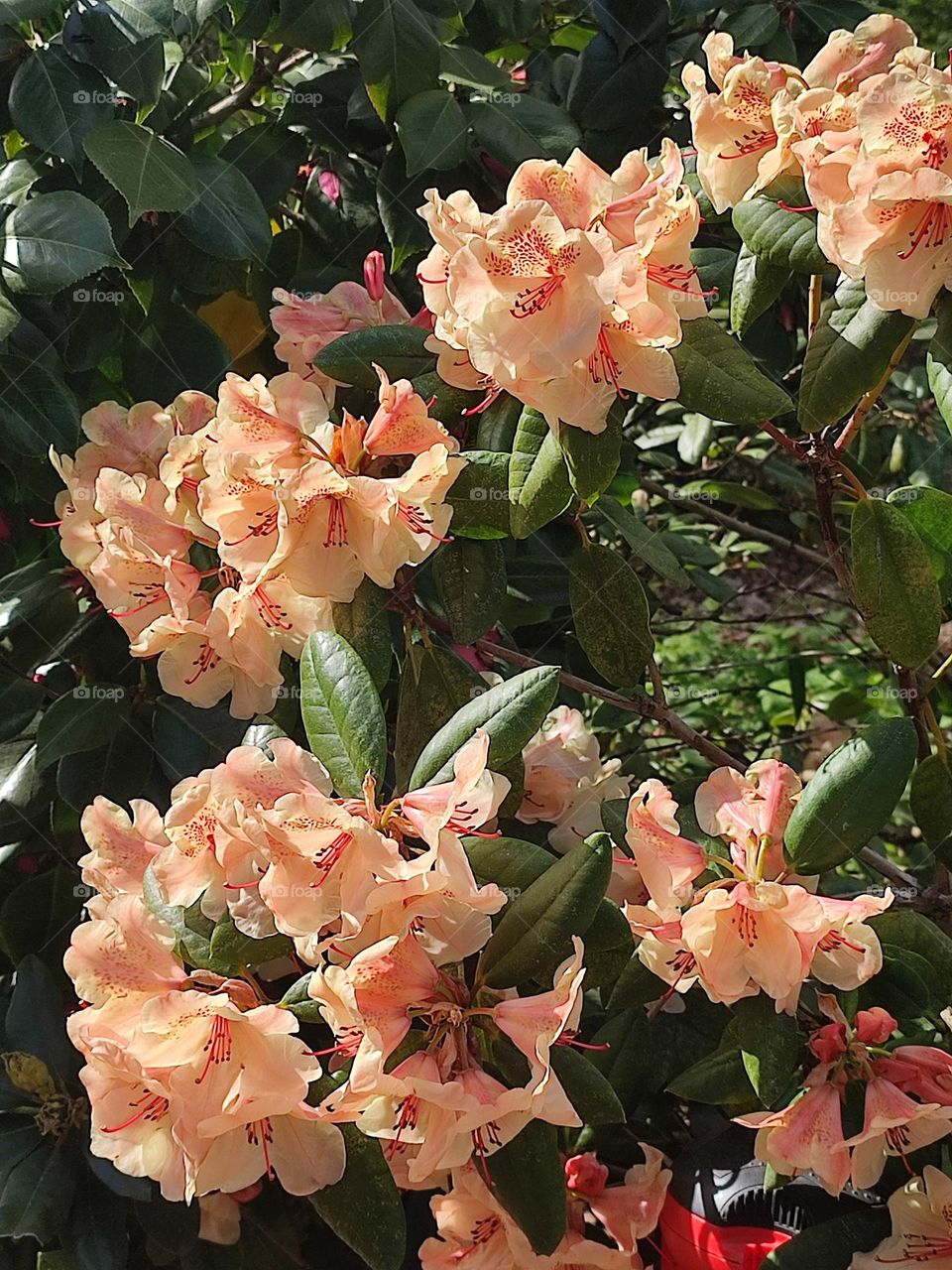 in a horticulture park