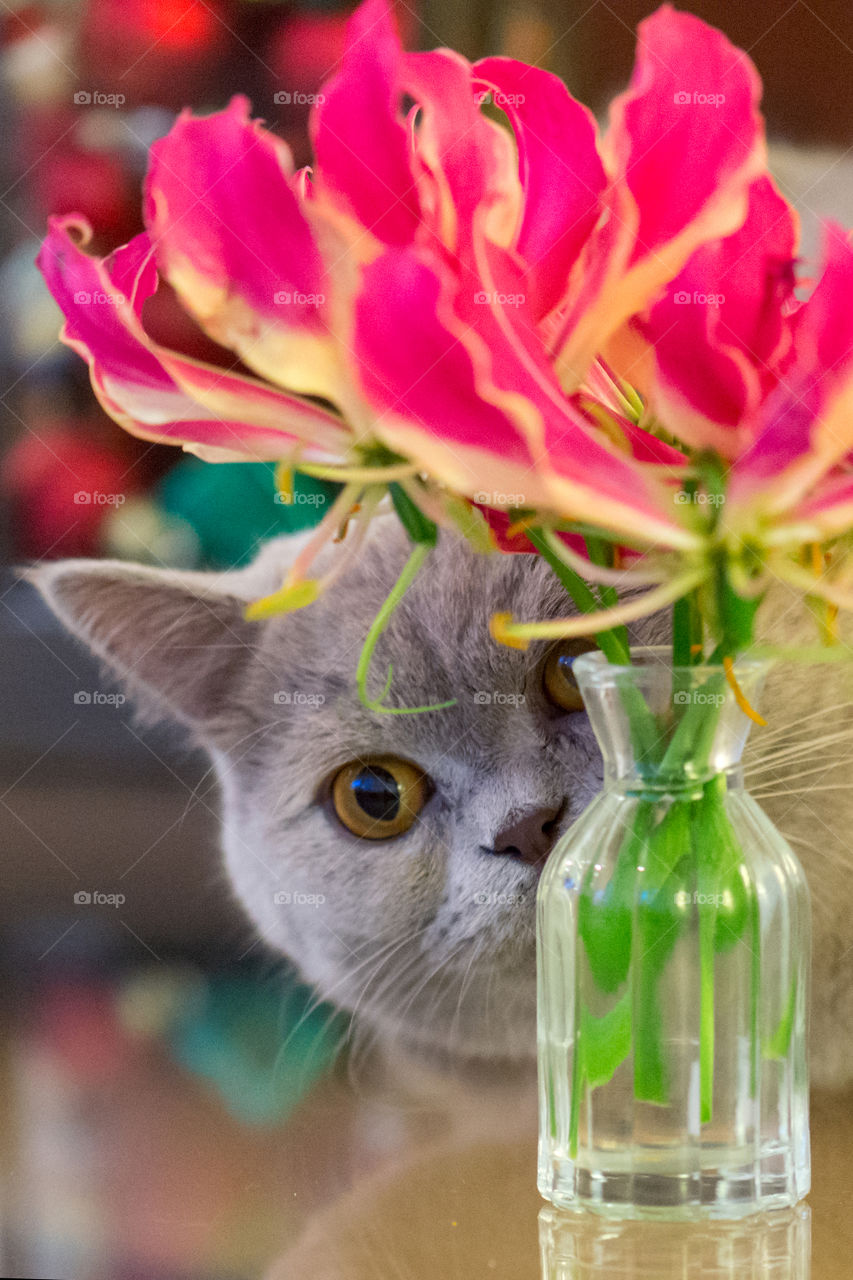 Cat looking behind flowers vase