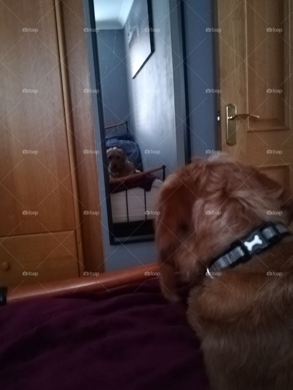 Whose that doggy in the mirror