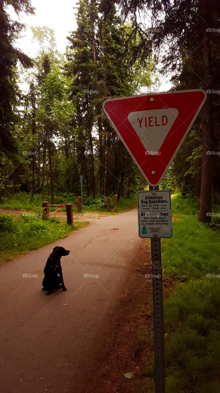 Dog Notice at Park