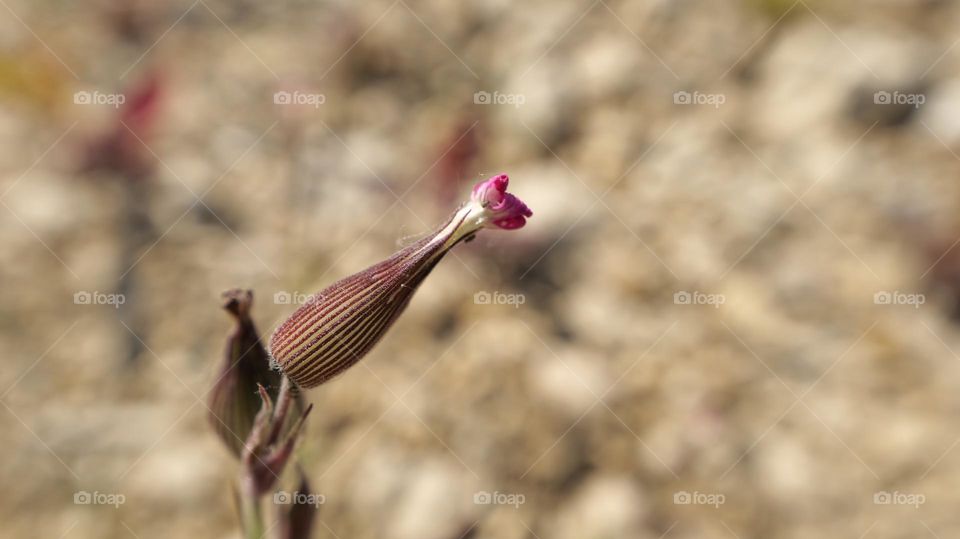 purple flower