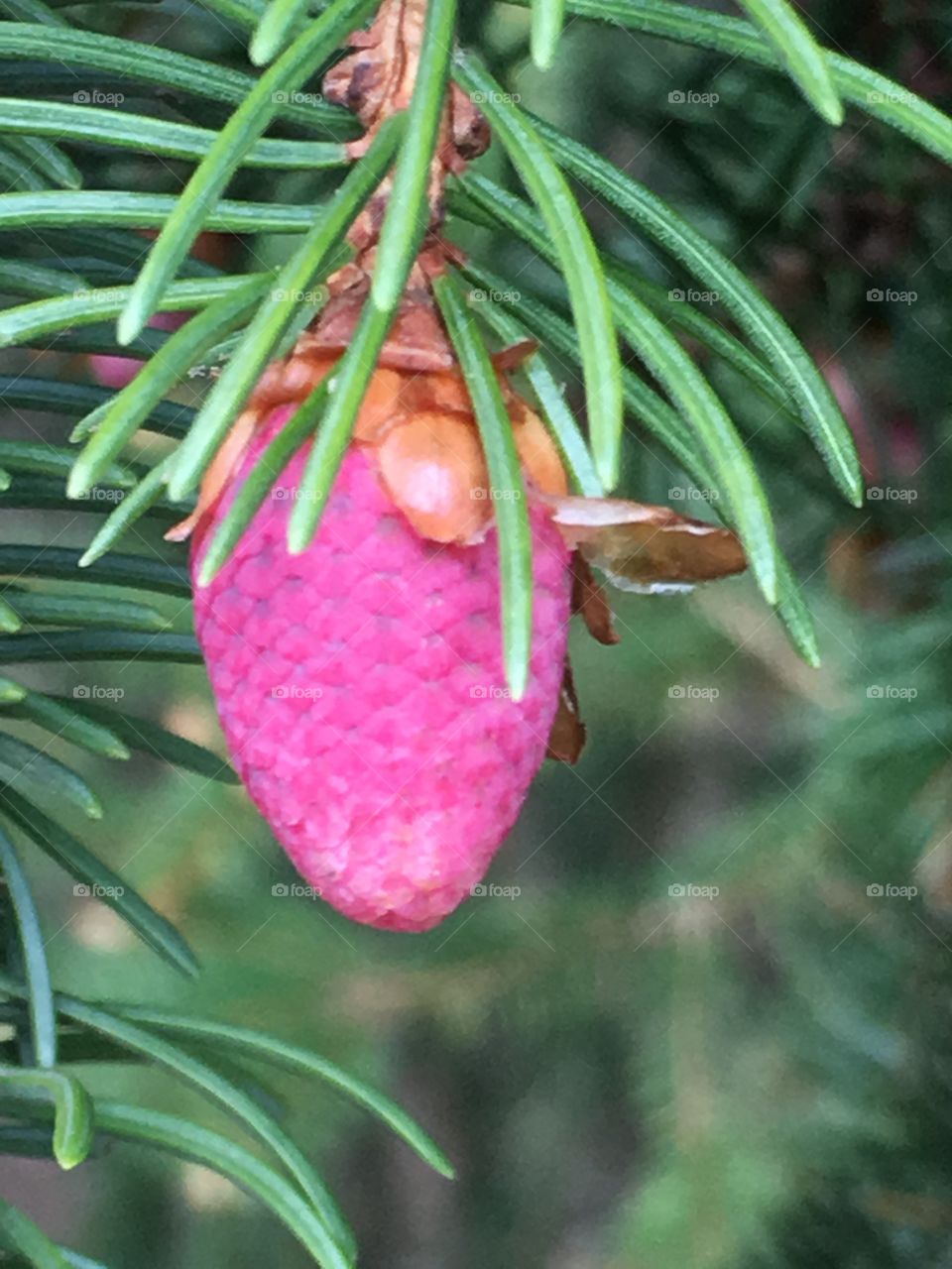 buds on spruce