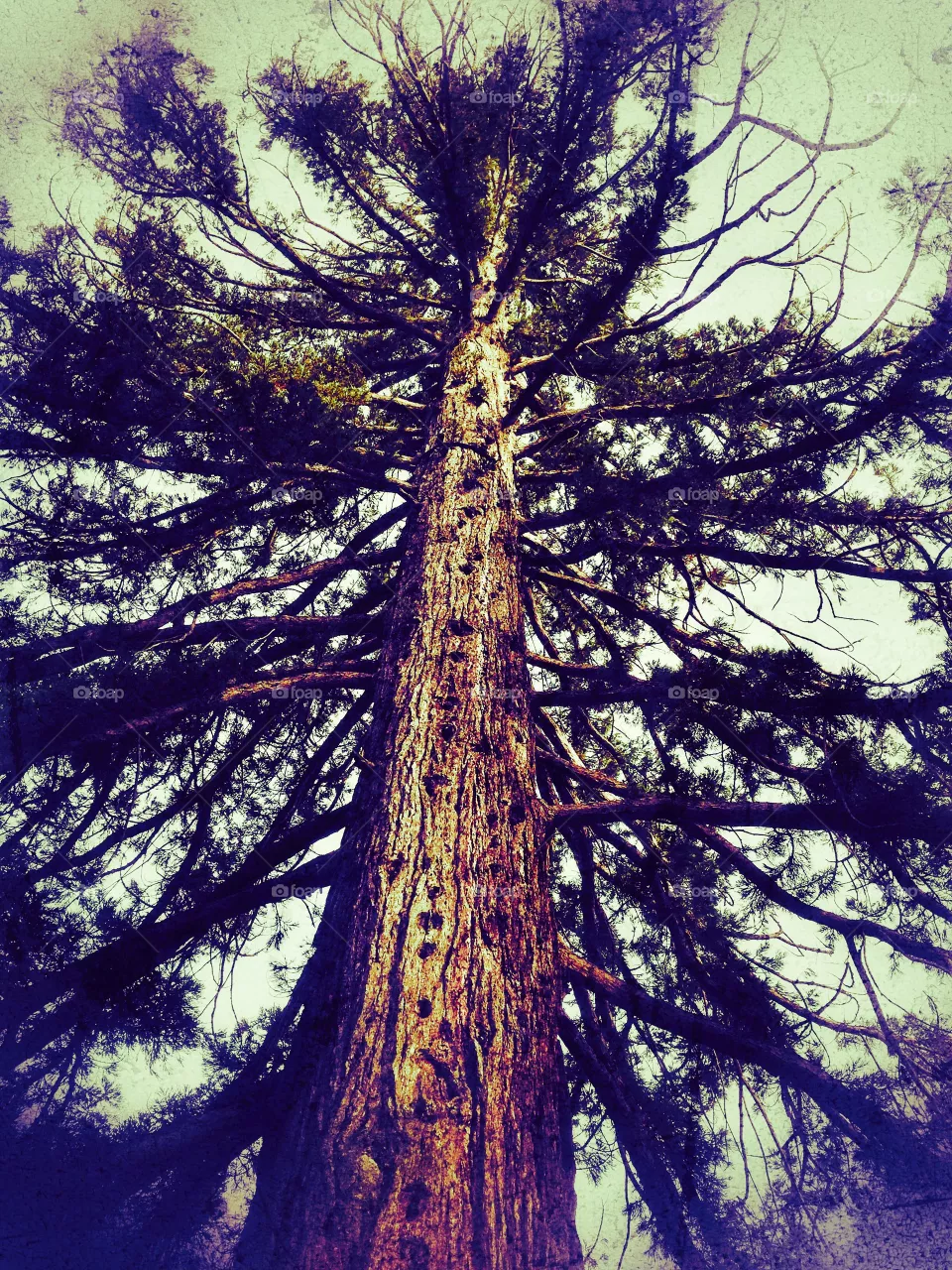 Sapin