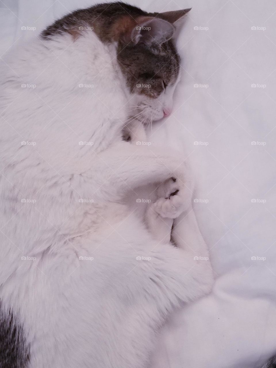 Sleeping white cat