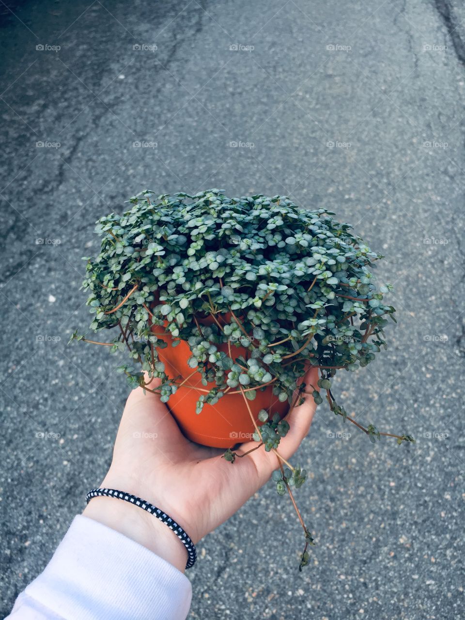 Hand holding a plant outdoors