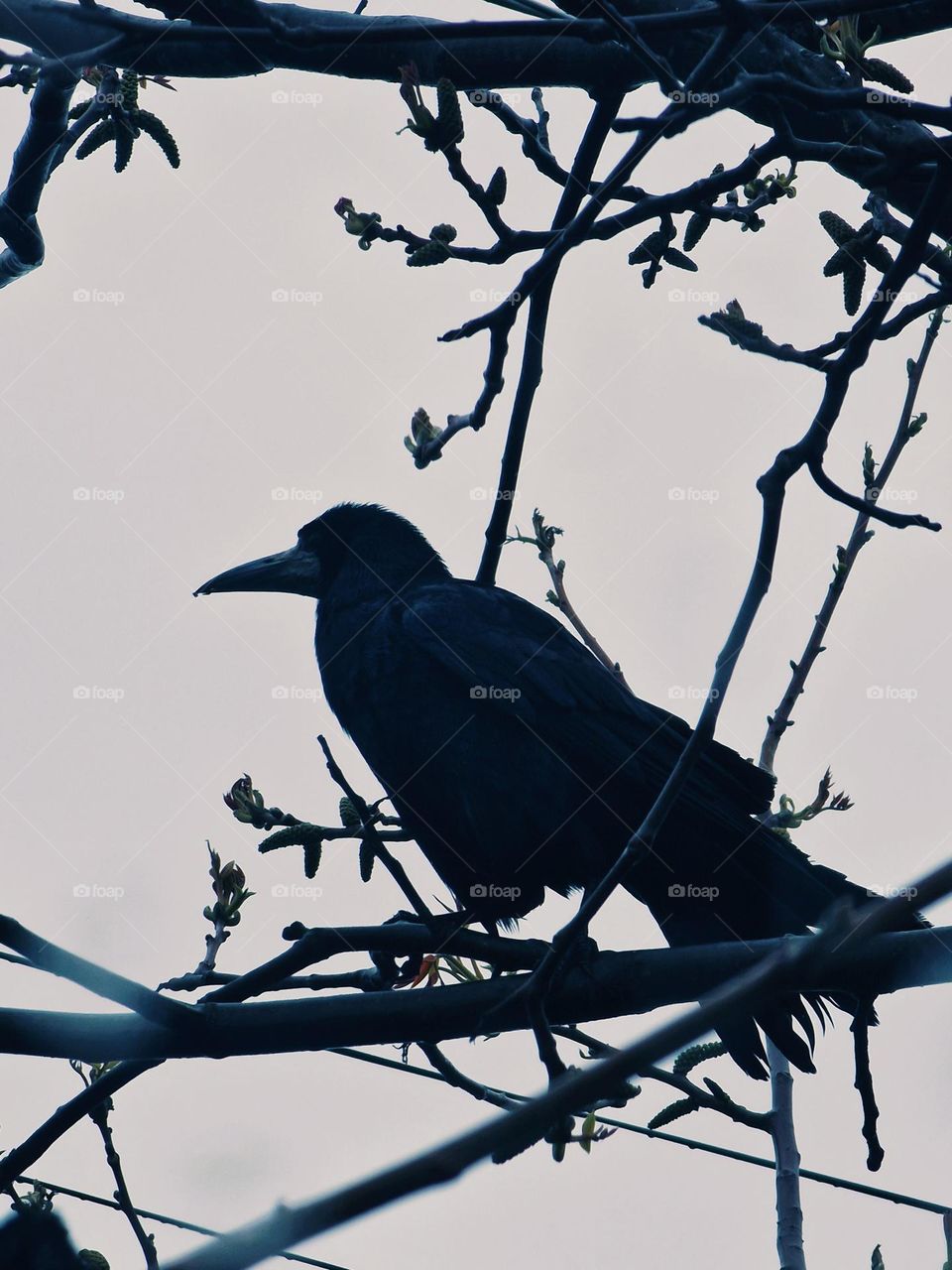 crow