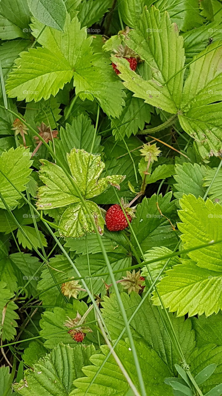 Wild Strawberry Sweden