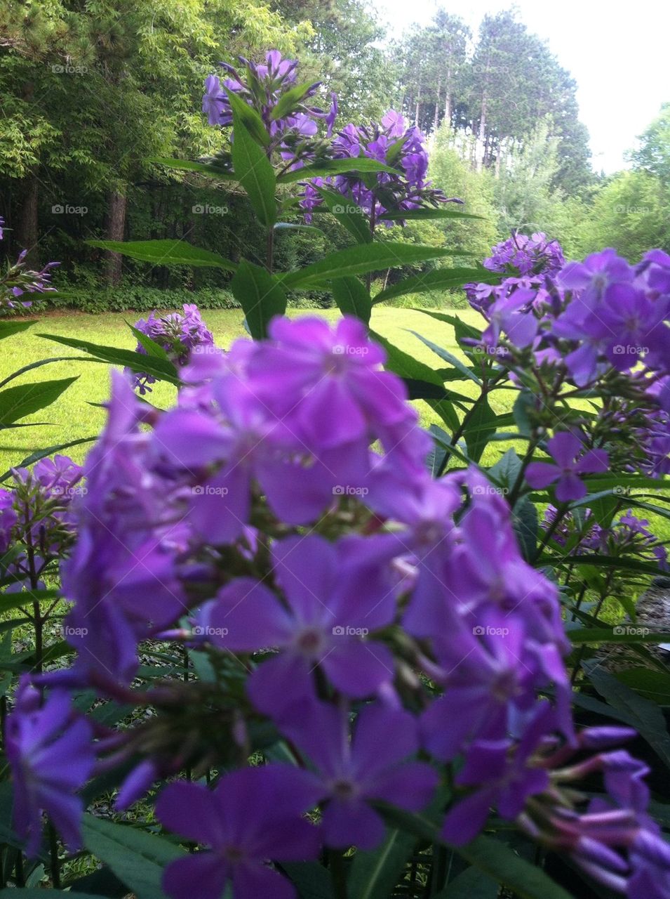 Purple flowers with nature in back