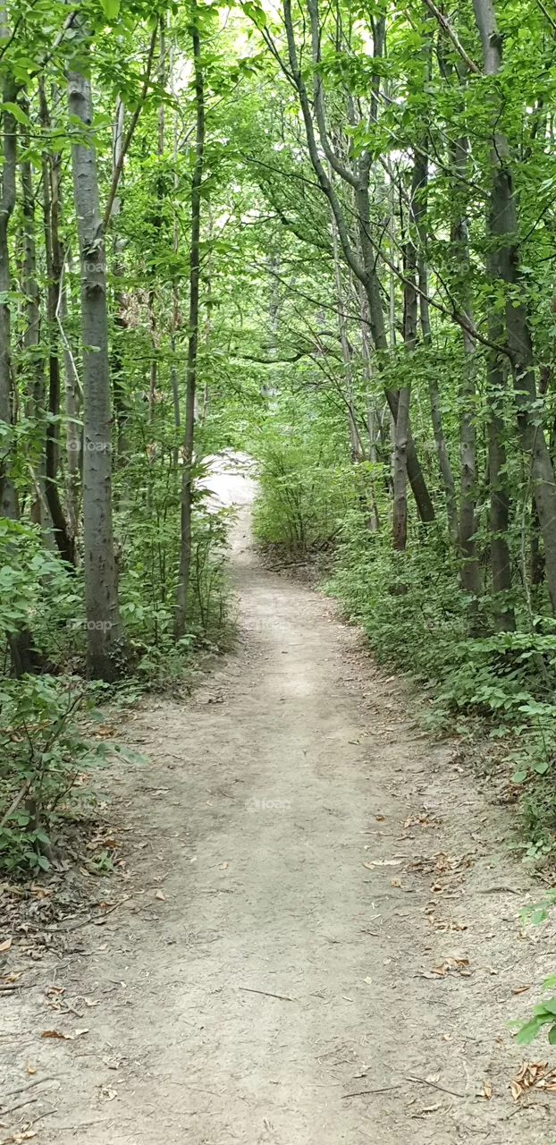 forest